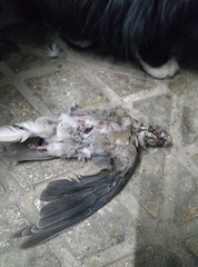 Streptopelia senegalensis