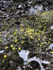 Crocidium multicaule