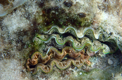 Tridacna crocea