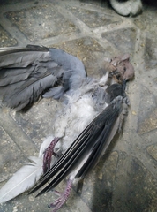 Streptopelia senegalensis