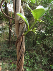Cryptolepis buchananii