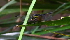 Agrionoptera longitudinalis biserialis
