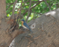 Cyornis tickelliae