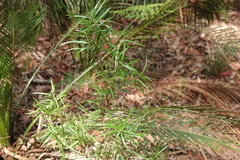 Podocarpus spinulosus