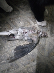 Streptopelia senegalensis