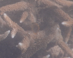 Chaetodon