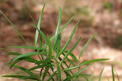 Podocarpus spinulosus