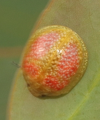 Paropsisterna fastidiosa