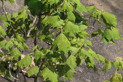 Gyrocarpus americanus