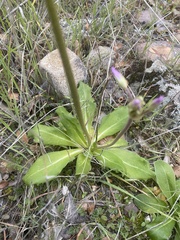 Primula clevelandii