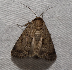 Spodoptera umbraculata