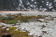 Collinsia grandiflora