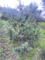 Juniperus californica