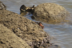 Metopograpsus