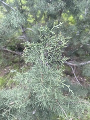 Juniperus californica