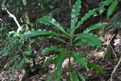 Anopterus macleayanus