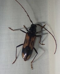 Phoracantha semipunctata