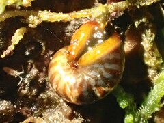 Flammulina zebra