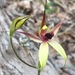 Leaping Spider Orchid - Photo (c) QuestaGame, some rights reserved (CC BY-NC-ND), uploaded by QuestaGame