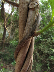 Cryptolepis buchananii