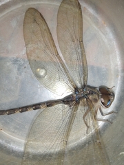 Gynacantha dravida