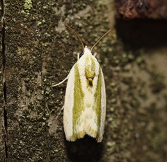 Earias huegeliana