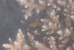 Pomacentrus moluccensis