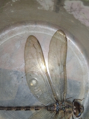 Gynacantha dravida