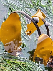Laminaria setchellii