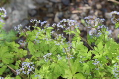 Sanicula orthacantha