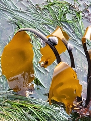 Laminaria setchellii