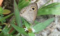 Ypthima huebneri