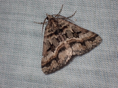 Dichromodes longidens