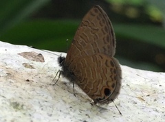 Prosotas nora superdates