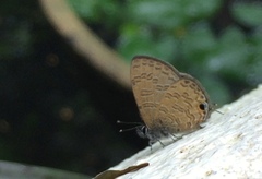 Prosotas nora superdates