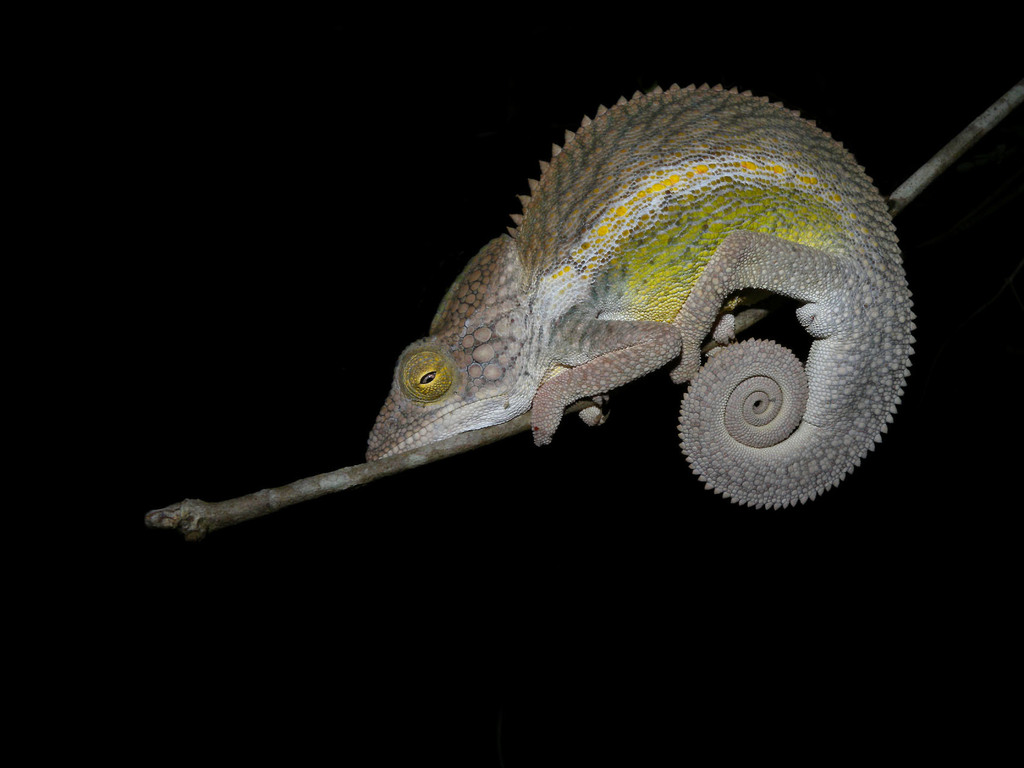 Nicosia's Chameleon (Furcifer nicosiai)