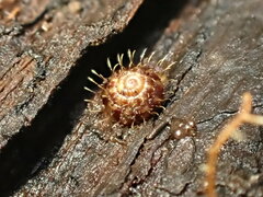 Aeschrodomus stipulata