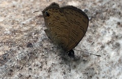 Prosotas nora superdates