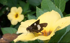 Notocrypta paralysos varians