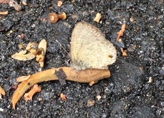 Prosotas nora superdates