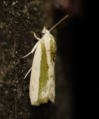 Earias huegeliana