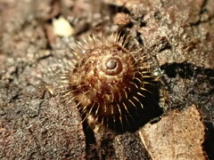 Aeschrodomus stipulata