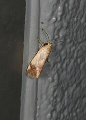Acontia thapsina