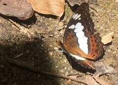 Moduza procris milonia