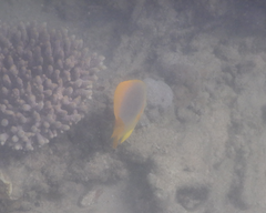 Chaetodon aureofasciatus