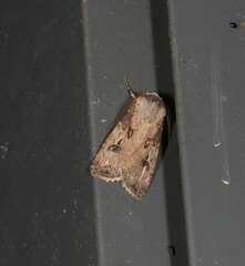 Agrotis interjectionis