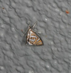 Anydraula pericompsa