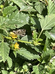 Heliopetes laviana