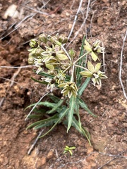 Asclepias