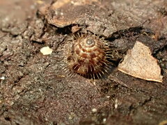 Aeschrodomus stipulata